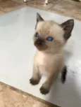 Gatinha