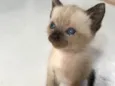 Gatinha