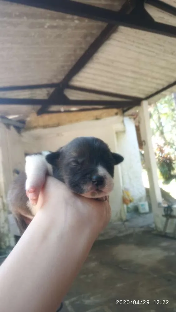 Cachorro ra a SRD idade Abaixo de 2 meses nome Filhotes