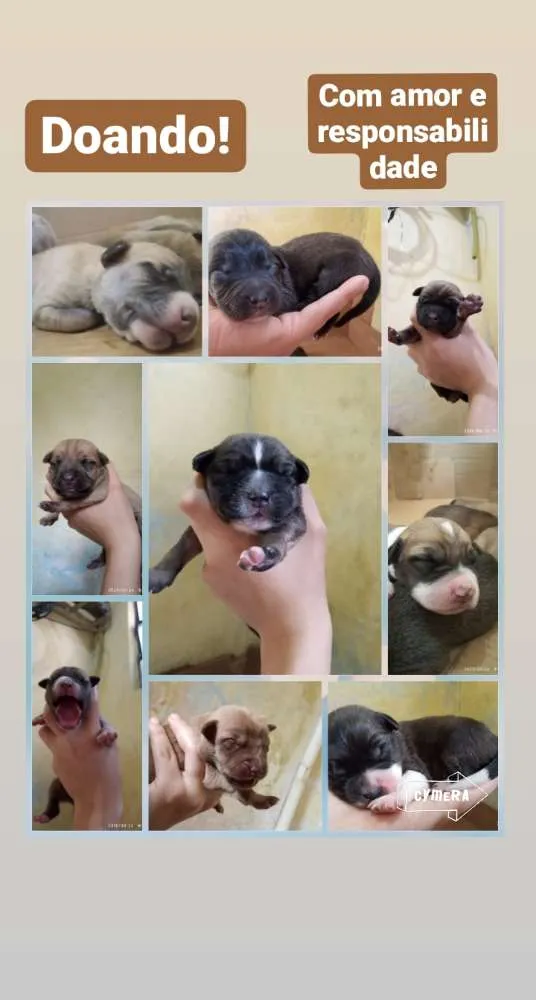 Cachorro ra a SRD idade Abaixo de 2 meses nome Filhotes