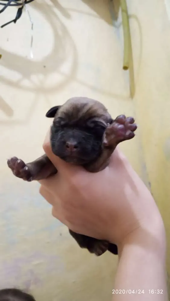 Cachorro ra a SRD idade Abaixo de 2 meses nome Filhotes