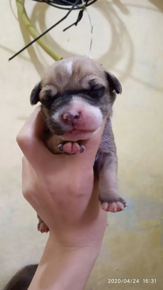 Cachorro ra a SRD idade Abaixo de 2 meses nome Filhotes