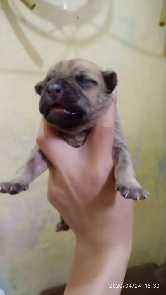 Cachorro ra a SRD idade Abaixo de 2 meses nome Filhotes