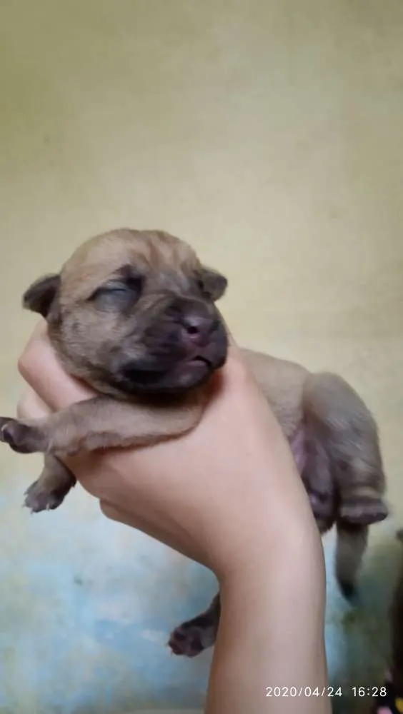 Cachorro ra a SRD idade Abaixo de 2 meses nome Filhotes