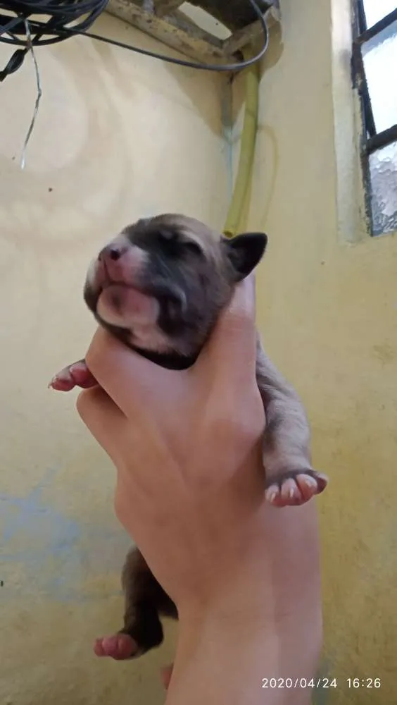 Cachorro ra a SRD idade Abaixo de 2 meses nome Filhotes