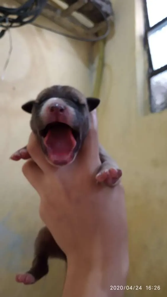 Cachorro ra a SRD idade Abaixo de 2 meses nome Filhotes