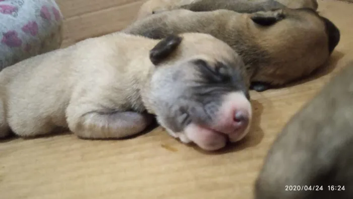 Cachorro ra a SRD idade Abaixo de 2 meses nome Filhotes