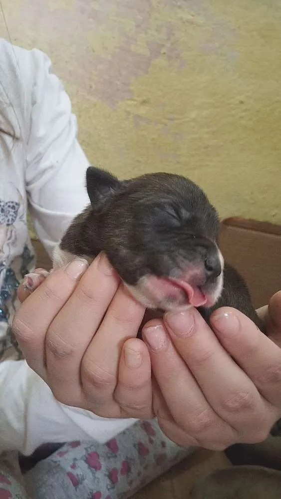 Cachorro ra a SRD idade Abaixo de 2 meses nome Filhotes