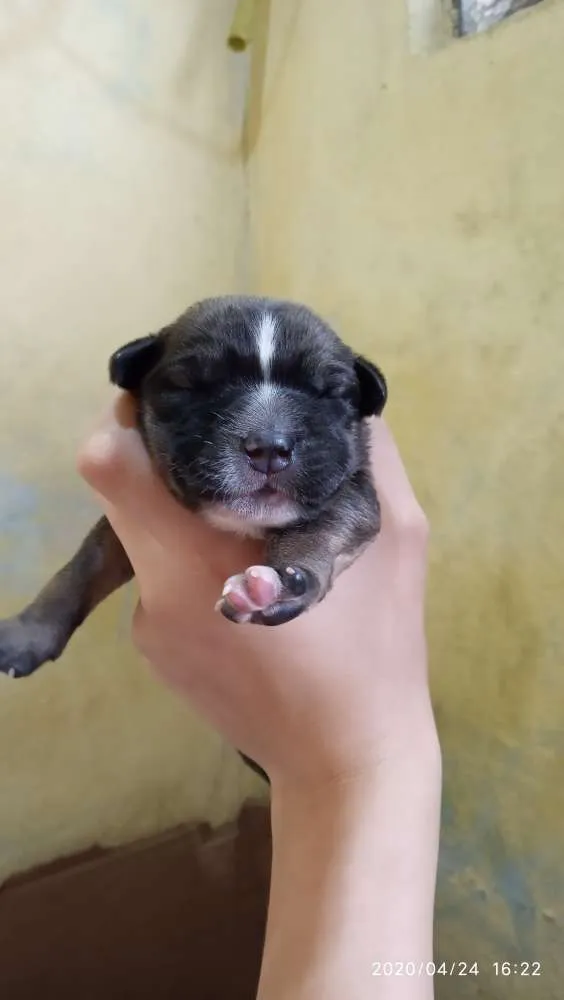 Cachorro ra a SRD idade Abaixo de 2 meses nome Filhotes