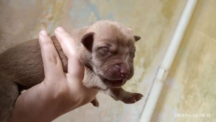 Cachorro ra a SRD idade Abaixo de 2 meses nome Filhotes