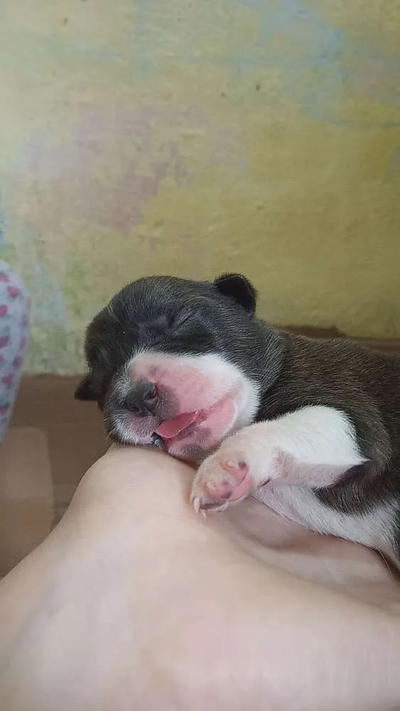 Cachorro ra a SRD idade Abaixo de 2 meses nome Filhotes