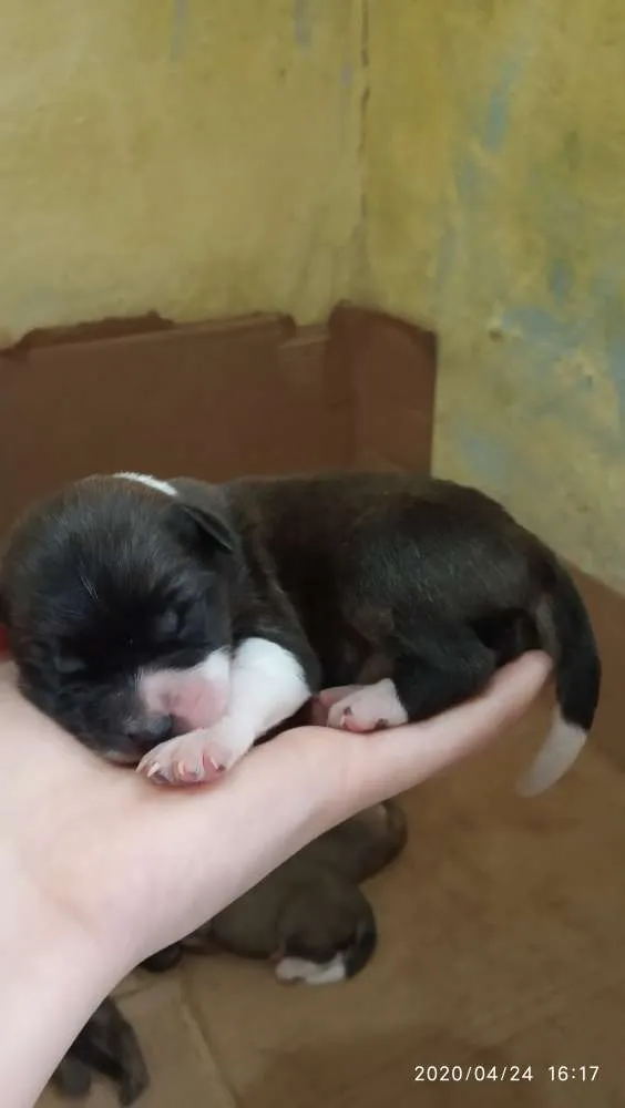 Cachorro ra a SRD idade Abaixo de 2 meses nome Filhotes