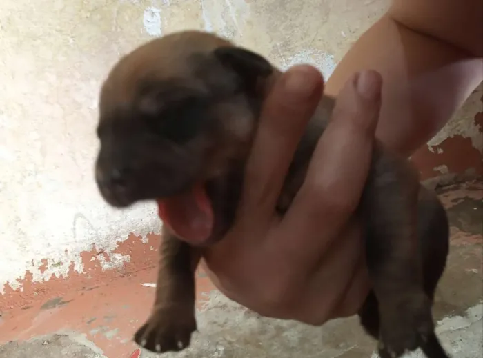 Cachorro ra a SRD idade Abaixo de 2 meses nome Filhotes