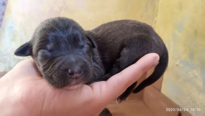 Cachorro ra a SRD idade Abaixo de 2 meses nome Filhotes