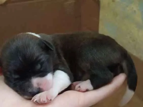 Cachorro ra a SRD idade Abaixo de 2 meses nome Filhotes