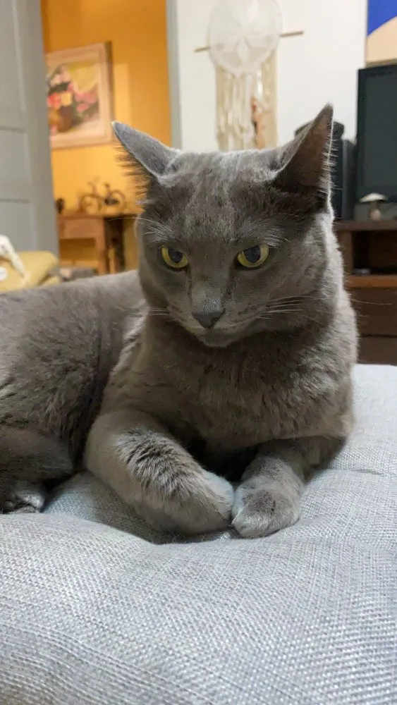 Gato ra a Sem raça definida  idade 2 anos nome Sophie