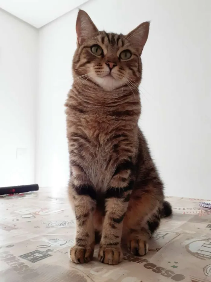 Gato ra a Srd idade 1 ano nome Sansao
