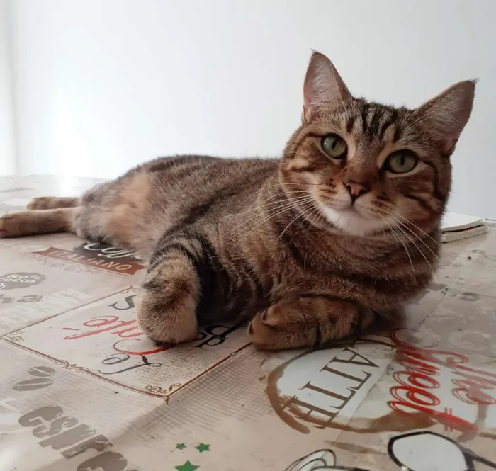 Gato ra a Srd idade 1 ano nome Sansao