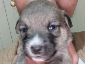 Cachorro raça Não tem raça  idade 2 a 6 meses nome Eles não tem nome ai