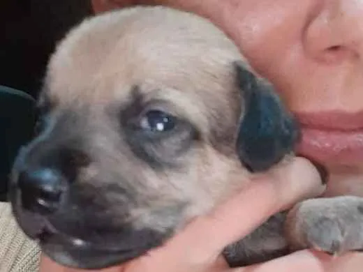 Cachorro ra a Não tem raça  idade 2 a 6 meses nome Eles não tem nome ai