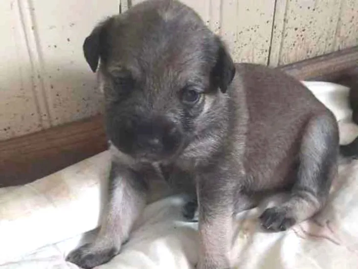 Cachorro ra a Não tem raça  idade 2 a 6 meses nome Eles não tem nome ai