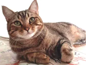 Gato raça Srd idade 1 ano nome Sansao