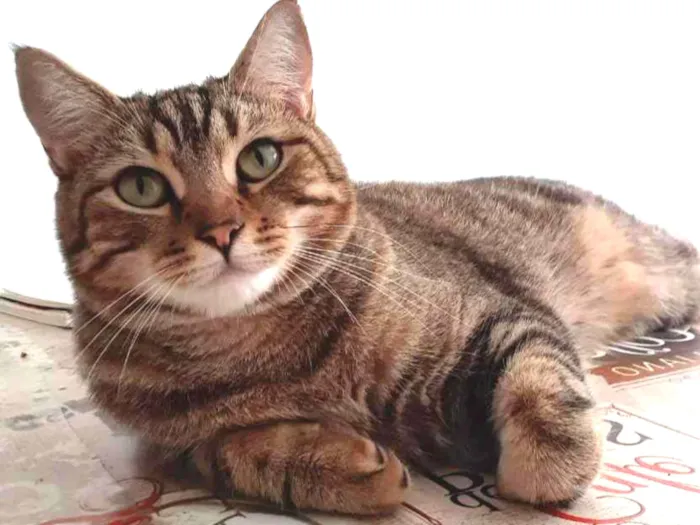 Gato ra a Srd idade 1 ano nome Sansao