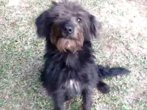 Cachorro raça SRD idade 7 a 11 meses nome Rubi