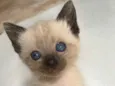 Gatinha