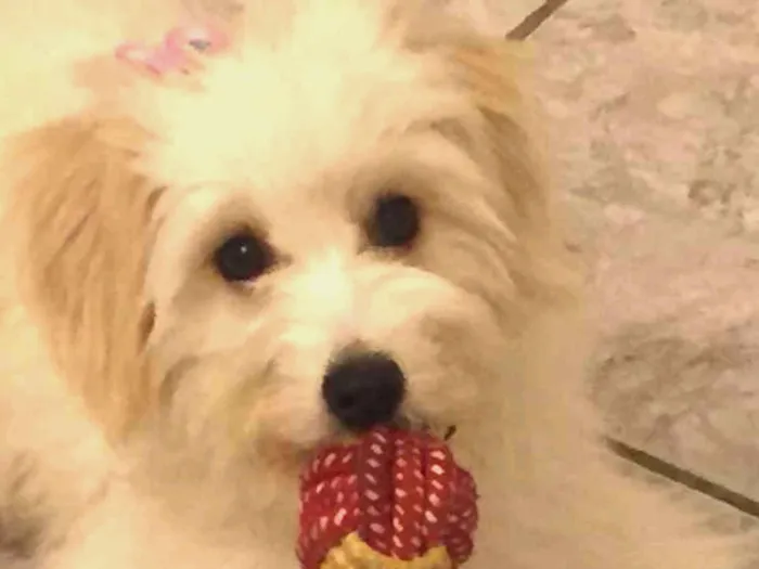 Cachorro ra a Poodle com SRD idade 2 a 6 meses nome Luna 