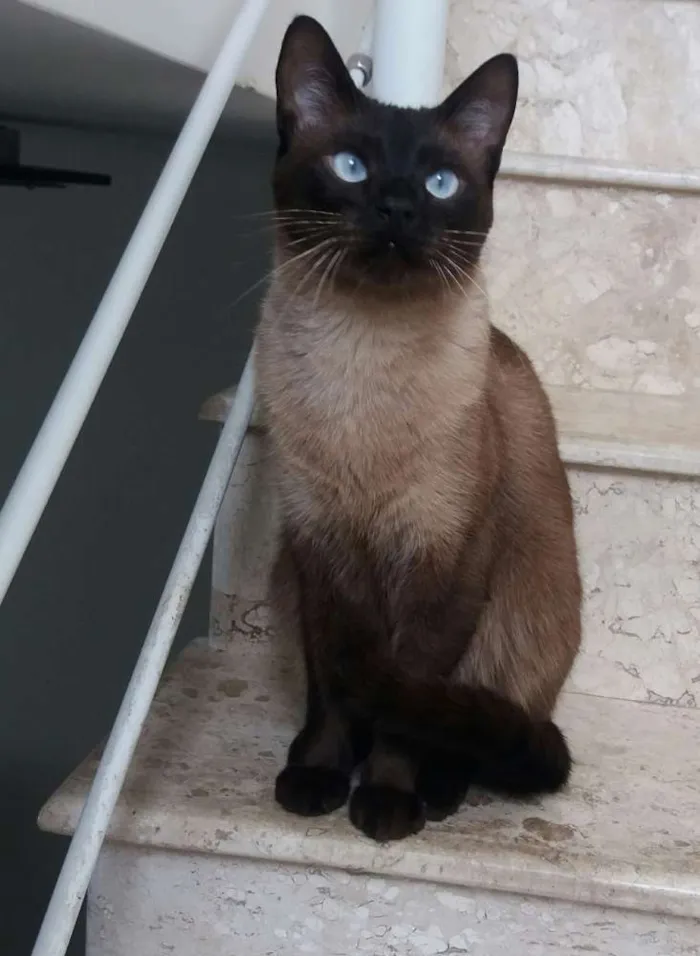 Gato ra a Srd idade 3 anos nome Principe