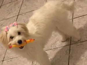 Cachorro raça Poodle com SRD idade 2 a 6 meses nome Luna 