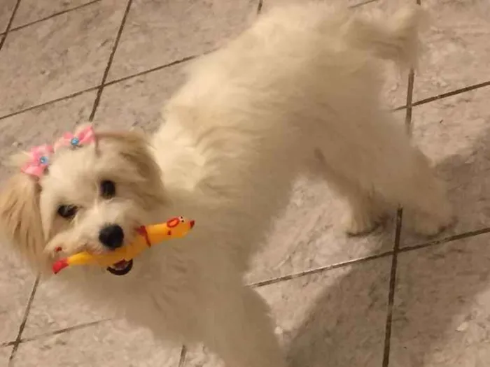Cachorro ra a Poodle com SRD idade 2 a 6 meses nome Luna 
