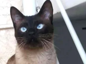 Gato raça Srd idade 3 anos nome Principe