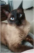 Principe