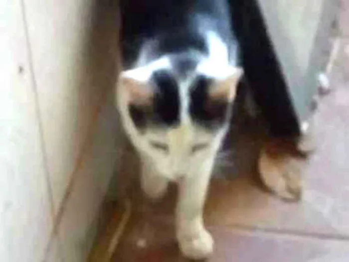 Gato ra a Não sei informar idade  nome Não sabemos o nome