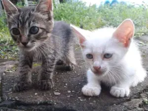 Gato raça Não sei idade 2 a 6 meses nome Cat e Dog
