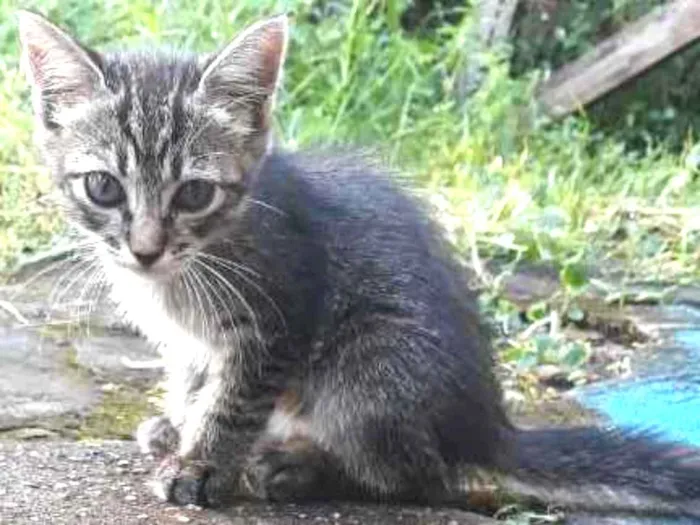 Gato raça Não sei idade 2 a 6 meses nome Cat e Dog