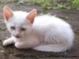 Cat e Dog
