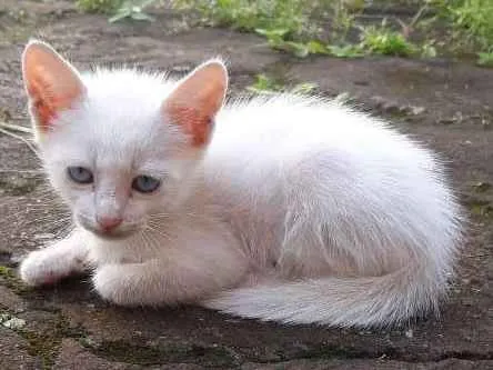 Gato raça Não sei idade 2 a 6 meses nome Cat e Dog