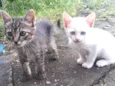 Cat e Dog
