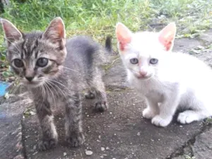 Gato raça Não sei idade 2 a 6 meses nome Cat e Dog
