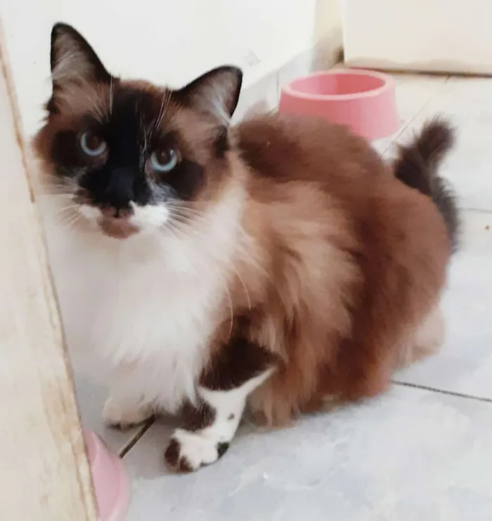 Gato ra a Srd idade 3 anos nome Charlie e Miguel
