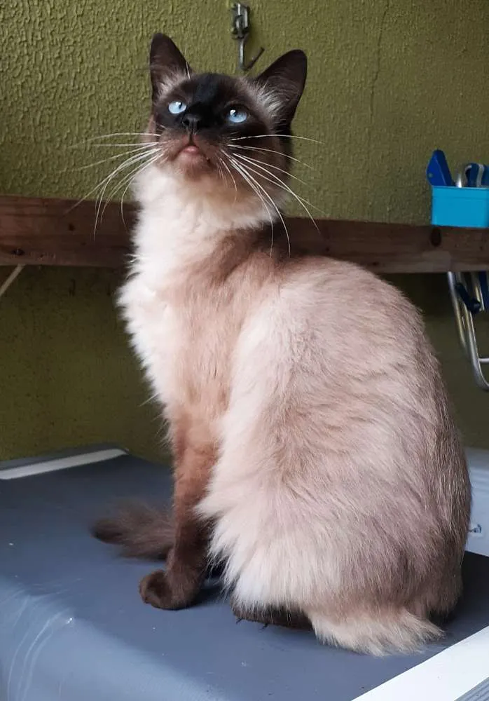 Gato ra a Srd idade 3 anos nome Charlie e Miguel