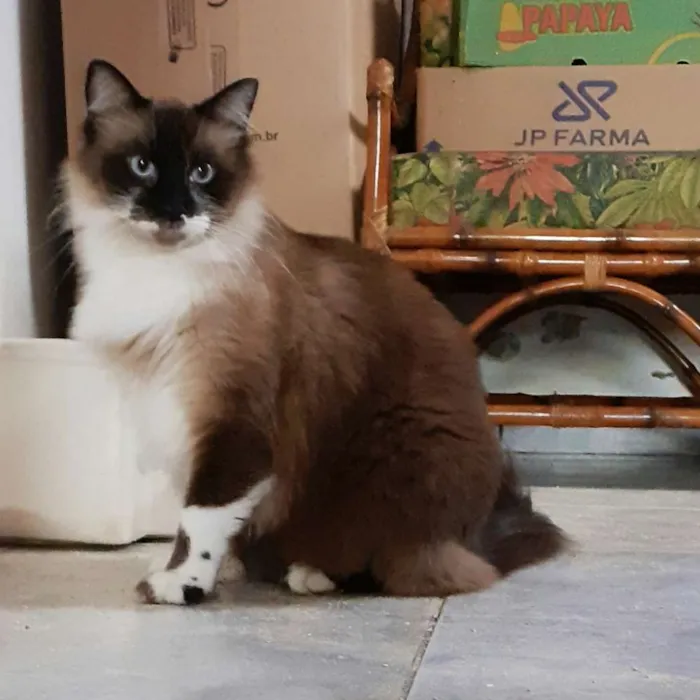 Gato ra a Srd idade 3 anos nome Charlie e Miguel