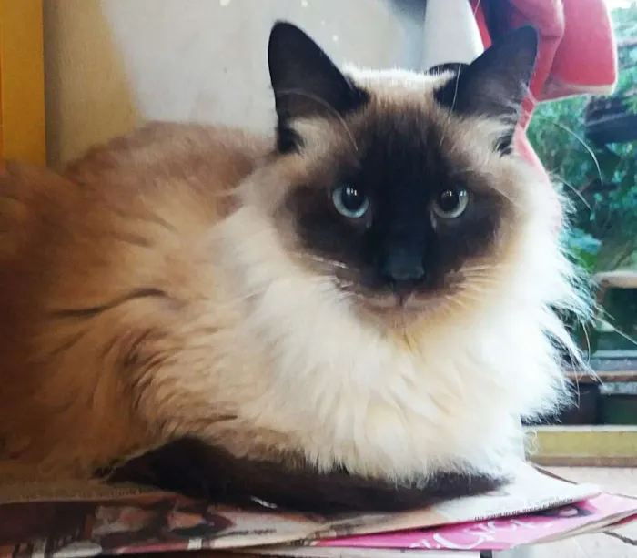 Gato ra a Srd idade 3 anos nome Charlie e Miguel