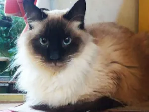 Gato raça Srd idade 3 anos nome Charlie e Miguel