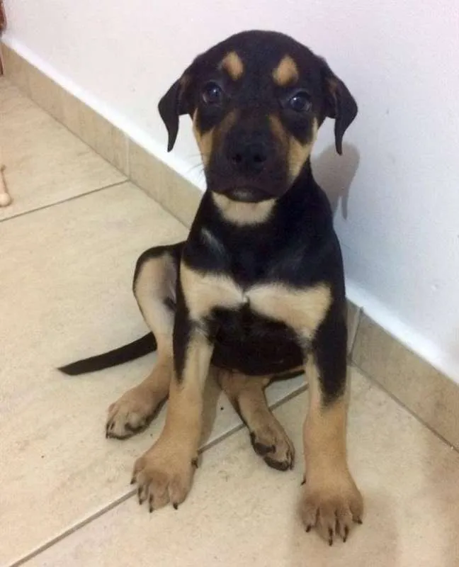 Cachorro ra a  idade 2 a 6 meses nome Duda