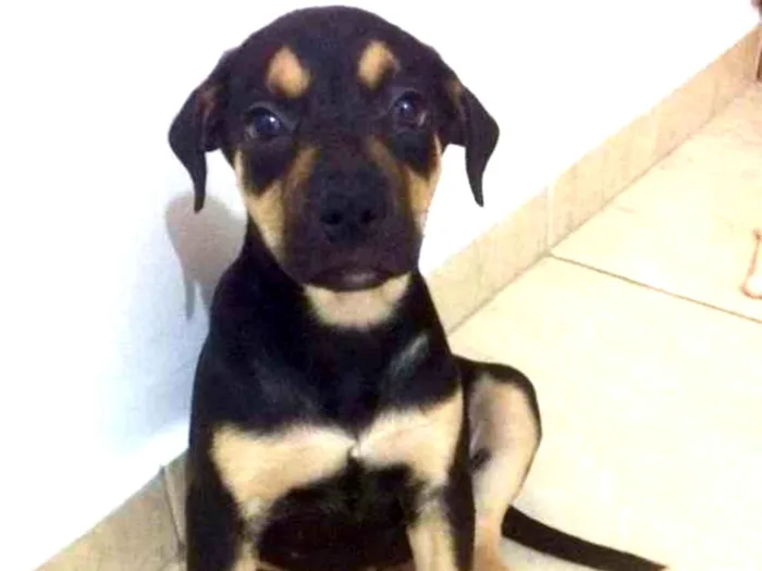 Cachorro ra a  idade 2 a 6 meses nome Duda
