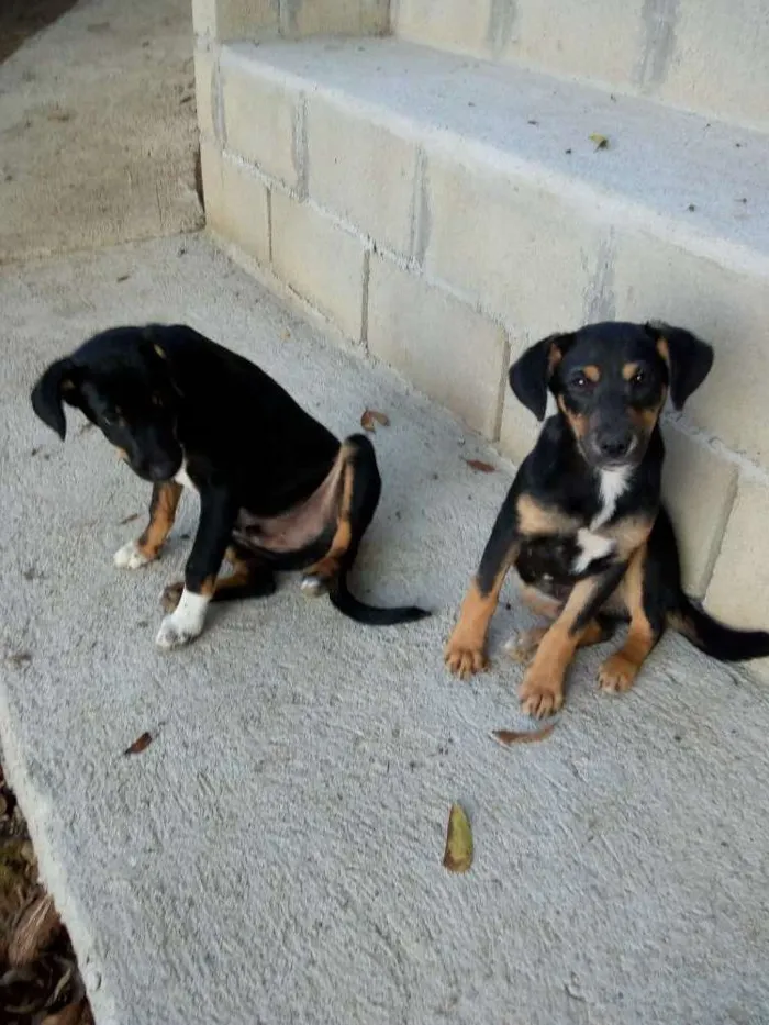 Cachorro ra a  idade 2 a 6 meses nome Bartolomeu e Chico